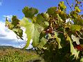 Shiraz, Boireann vineyard P1070982